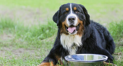 Dog lying in field with water bowl
