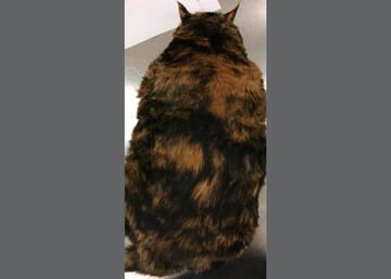 Overweight Cat - Before