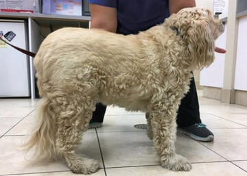 Overweight Dog - Before