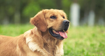 ppvd-nc-neurocare-canine-benefits